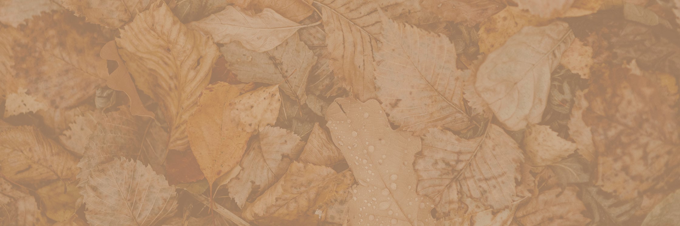 section-hintergrund-herbstlaub-hw24_2240x746_